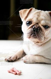 策划巴哥爆料视频下载,揭秘幕后精彩瞬间 第2张 策划巴哥爆料视频下载,揭秘幕后精彩瞬间 第2张